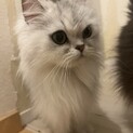 ★ペルシャの女の子★血統書付き★