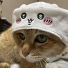 かわいい美猫ゆずちゃん8歳ぐらい サムネイル3