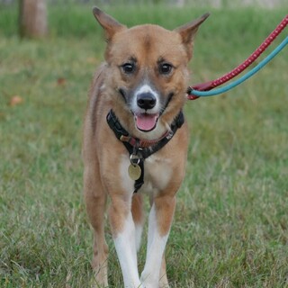 ちょっと怖がりな男の子「ポム」