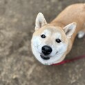 フレンドリーな柴犬大黒ちゃん、家族募集中！