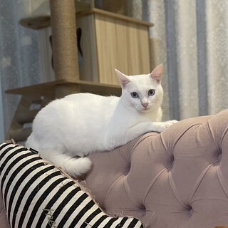 【3/16芝浦】このツンデレ具合がたまらない…！