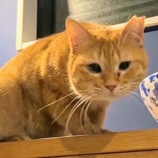 大怪我を乗り越えた茶トラちゃん☆おこわちゃん