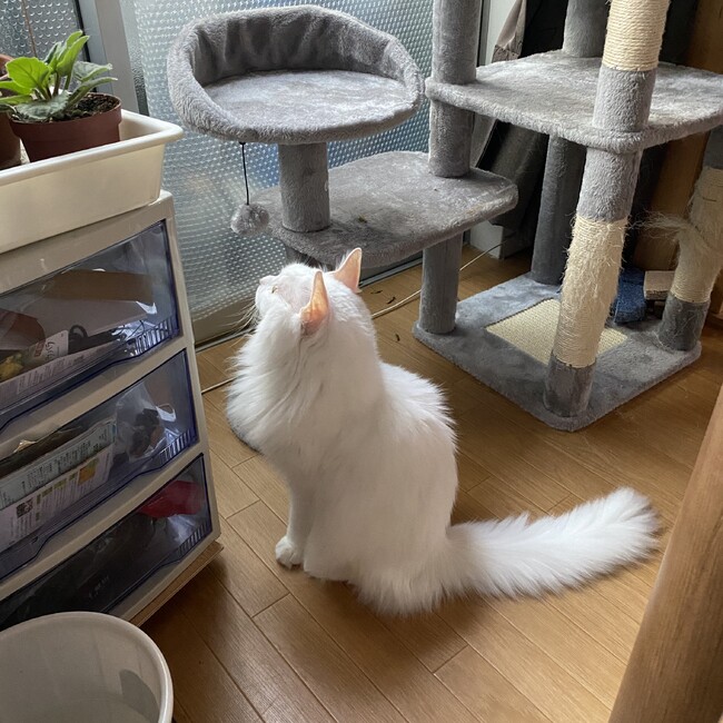 ツキゴマのカバー写真