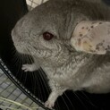 チンチラ メス ４歳の里親様を募集します。