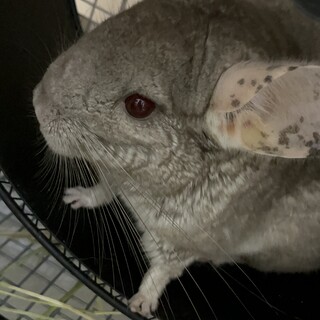 チンチラ メス ４歳の里親様を募集します。