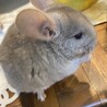 チンチラ メス ４歳の里親様を募集します。 サムネイル2