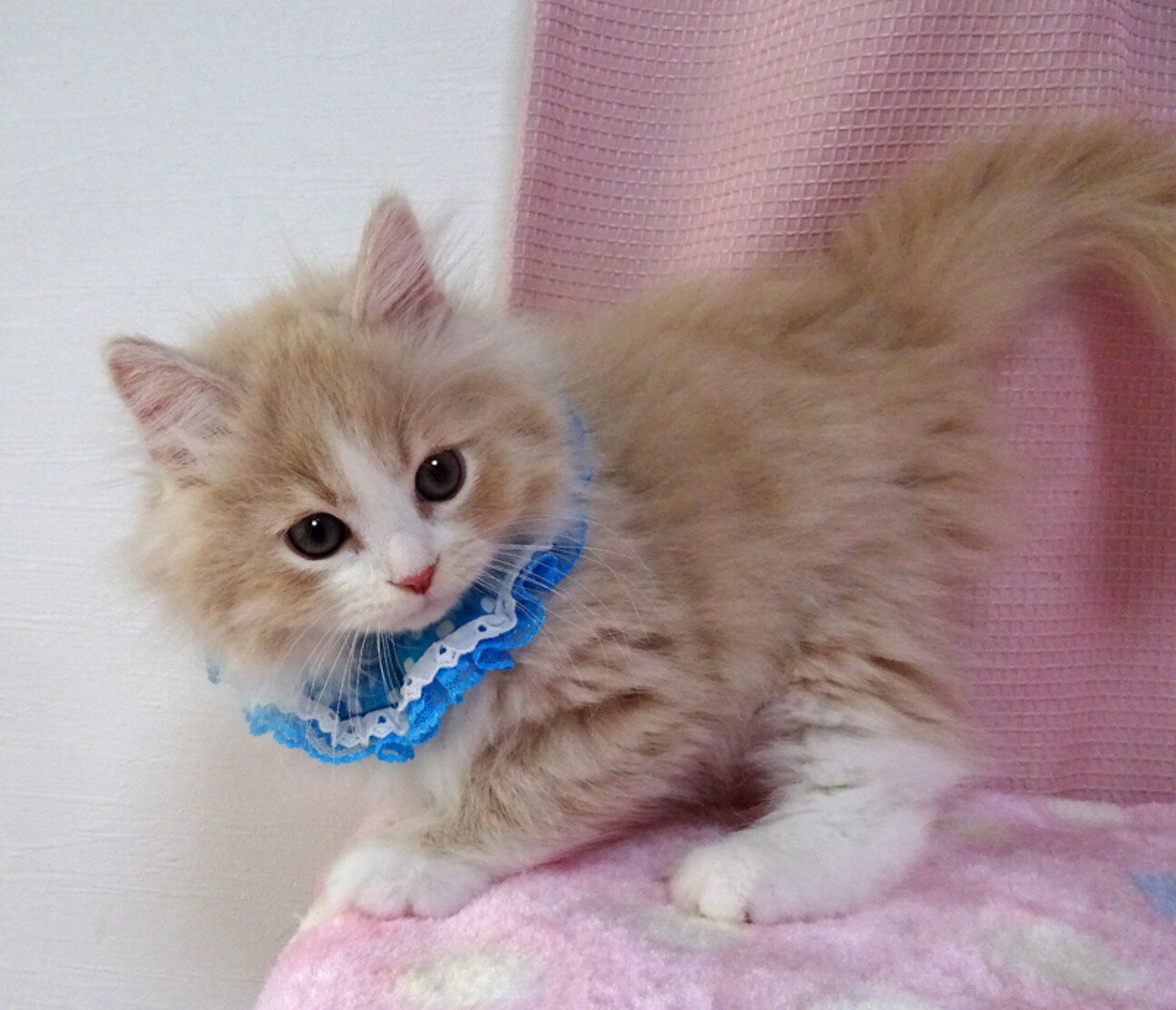 ブライアベリー　ネコ 1787634.jpg