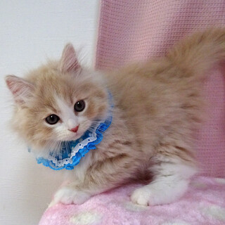 ノルウェージャン×サイベリアン★プリンスくん２ヵ月