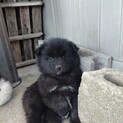 1.5ヶ月～2ヶ月ぐらいの男の子