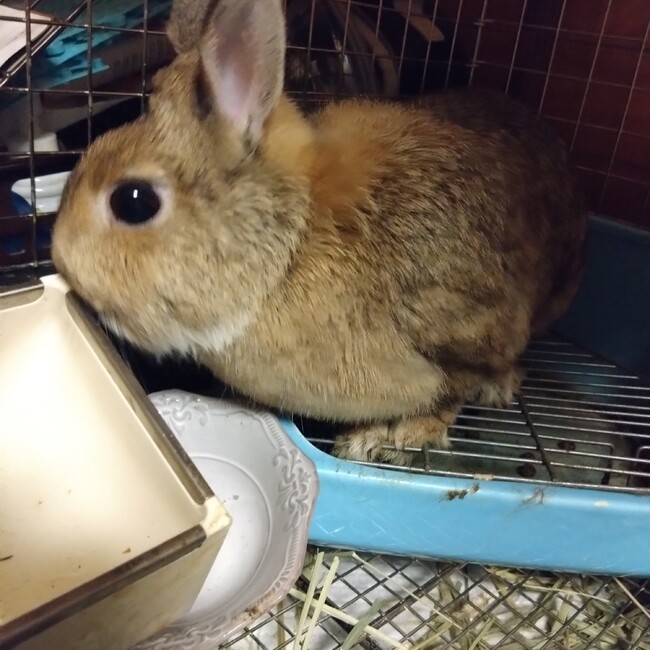 りんだゆきのカバー写真