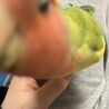 ぴぴぴこ