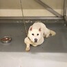 新しい家族を探します！　紀州犬　ぽちくん サムネイル5