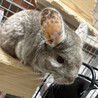 チンチラ メス ４歳の里親様を募集します。 サムネイル3