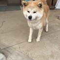人が大好きな秋田犬の女の子