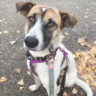 ジャスミン　女の子