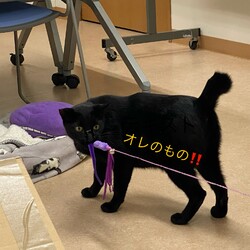 「甘えん坊の黒猫くんです。家族を探してます。」サムネイル2