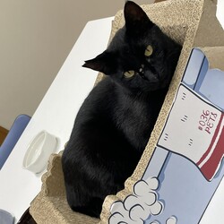 「甘えん坊の黒猫くんです。家族を探してます。」サムネイル3