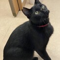 甘えん坊の黒猫くんです。家族を探してます。