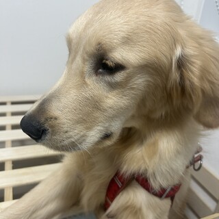 ゴールデン男の子