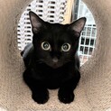 懐っこさNo.1のフォトジェニックな黒猫さん