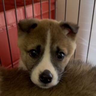 サルサ♂のずっとの家族を探しています