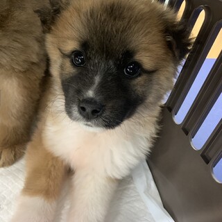 タバサのずっとのおうちを探しています