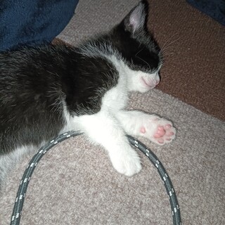 ハチワレ男の子2匹の里親募集します