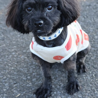 【写真追加しました⠀】ペキニーズ×トイプーmix♂