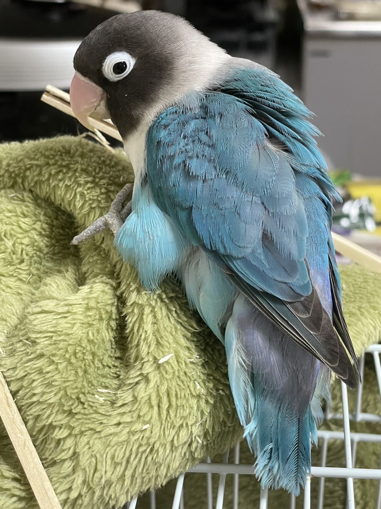 ボタンインコの女の子 《」愛知県 - 鳥の里親募集(512368
