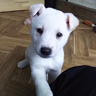 保健所救出犬！里親様緊急募集！！