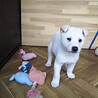 保健所救出犬！里親様緊急募集！！ サムネイル5