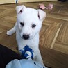 保健所救出犬！里親様緊急募集！！ サムネイル7