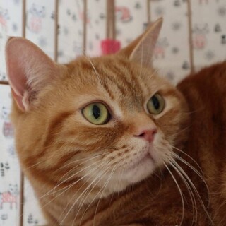 【3/23⭐️堺東にて譲渡会】参加猫空くん