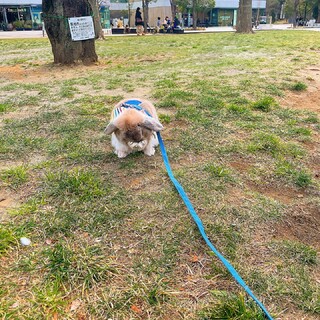 うさぎ　血統書付きで購入したロップイヤーの男の子