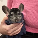 チンチラ 4才 オス  