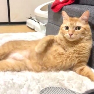 匍匐前進で近づいてくるチャトラ