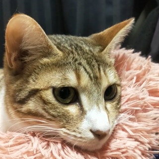 チャーミングな柄で怖がりさんな女の子『むつば』♀