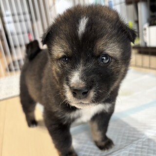 甘えん坊でトイレバッチリの賢い「あずき君」