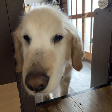 だいぶお家になれました　