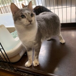 可愛い鍵しっぽの灰白 こうじ君