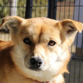 優しい雰囲気の元野犬❇若葉ちゃん❇