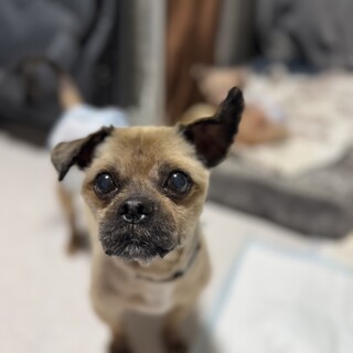 穏やかなミックス犬、虎舞竜くん