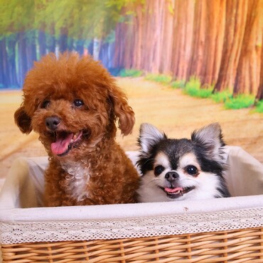 ９年前にこちらでお譲り頂いたハチ 今も 先住犬のチャロと仲良く暮らしています