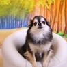 の写真