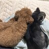 仲良くお昼寝