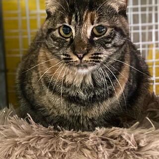 穏やかで優しいムギワラ猫の女の子ペローナ