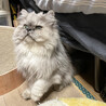 シルバー長毛猫♂大吉約3〜5歳 サムネイル2