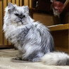 シルバー長毛猫♂大吉約3〜5歳 サムネイル4