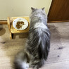 シルバー長毛猫♂大吉約3〜5歳 サムネイル5
