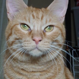 いつでも元気いっぱい寂しがり屋の甘えん坊 光彦くん